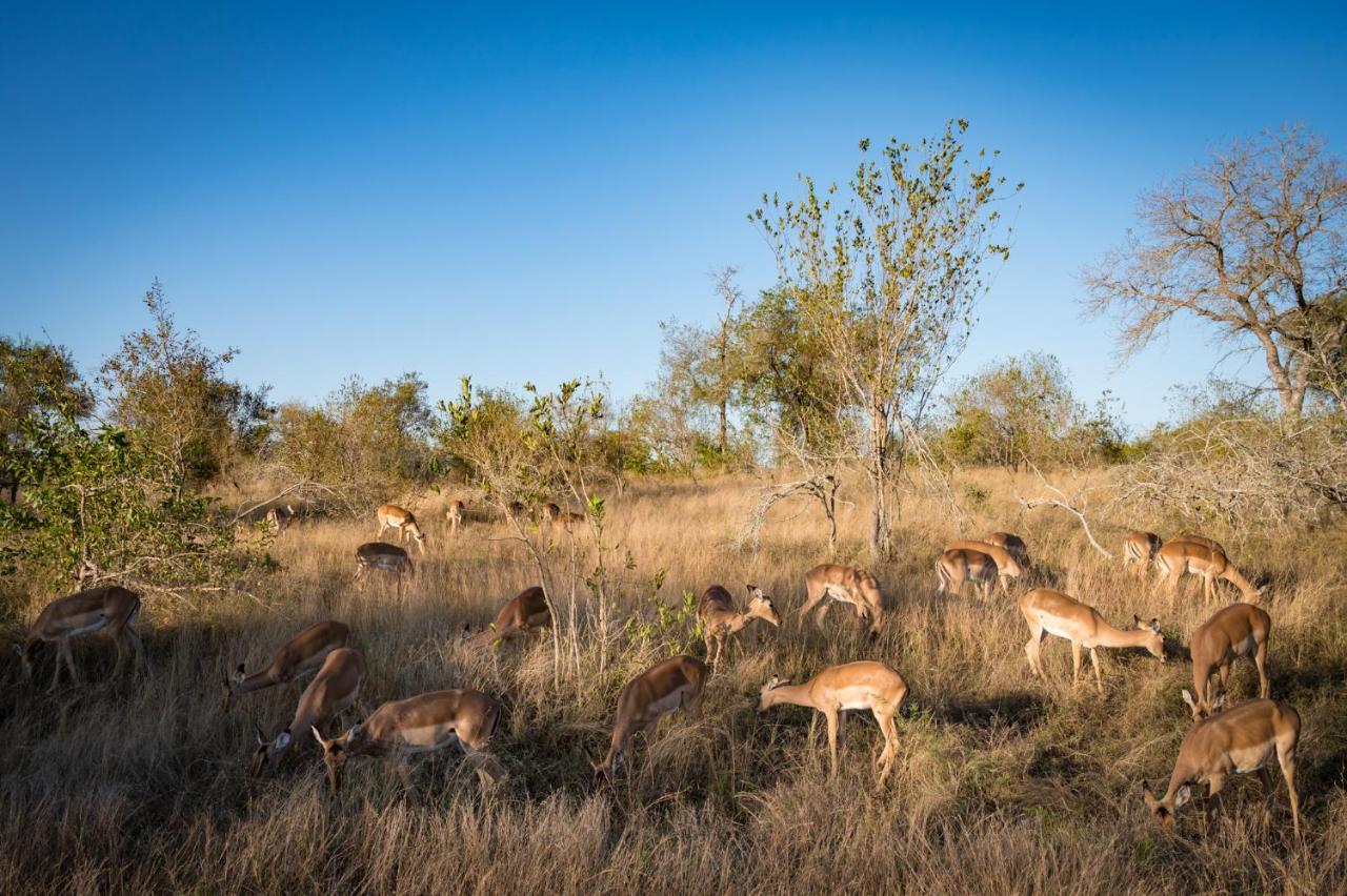 Nkuhlu Tented Camp Skukuza Exterior foto